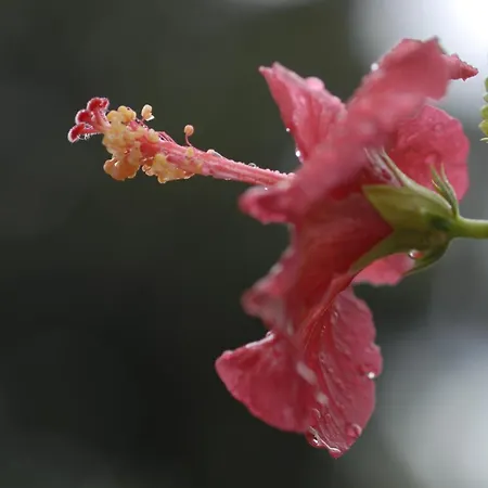 Margarita Parikia (Paros)