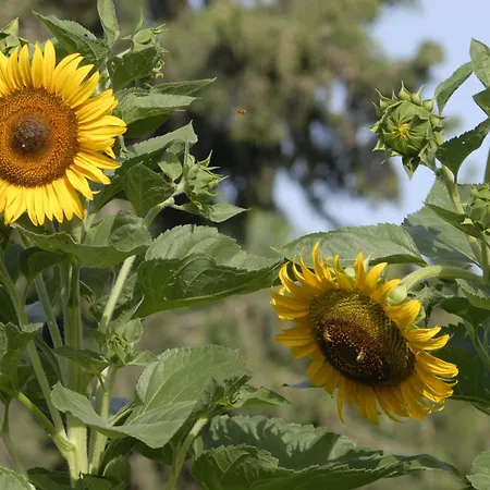 玛格丽塔公寓酒店 Páros