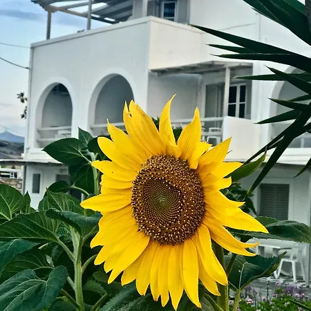 Margarita * Parikia (Paros)