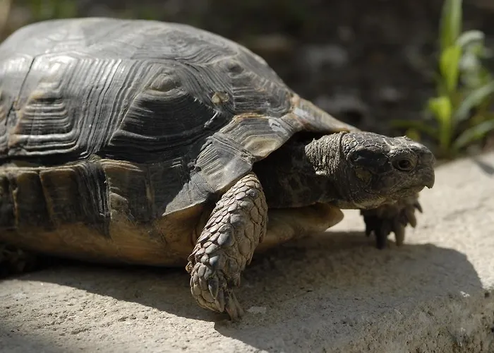 Margarita Apartment *