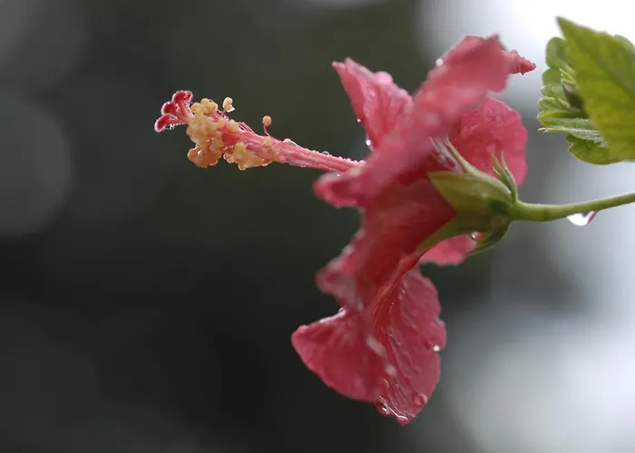 Margarita Parikia (Paros)