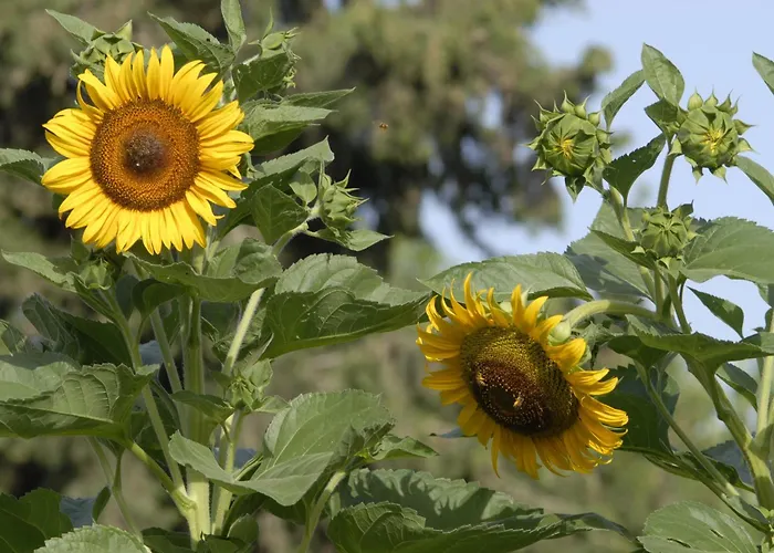 Margarita Parikia (Paros)