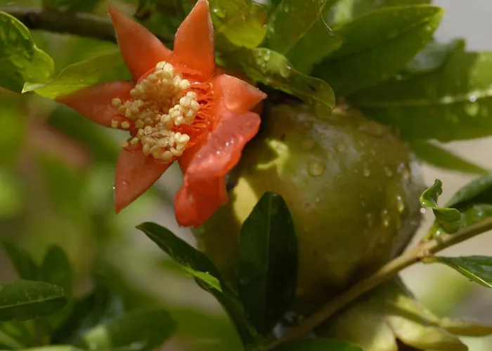 Margarita Parikia (Paros)